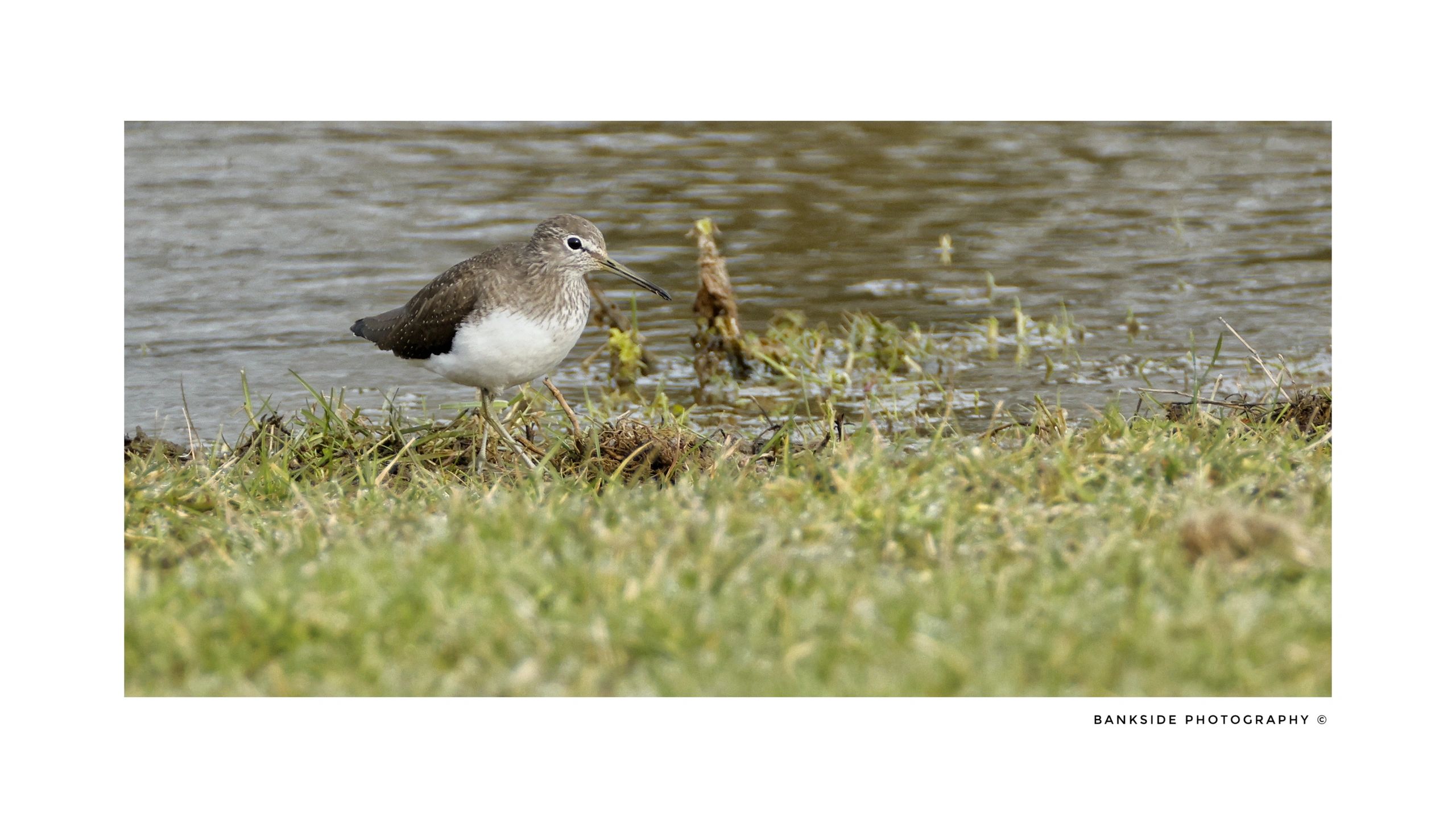 Green sandpiper
Feeding along the shore