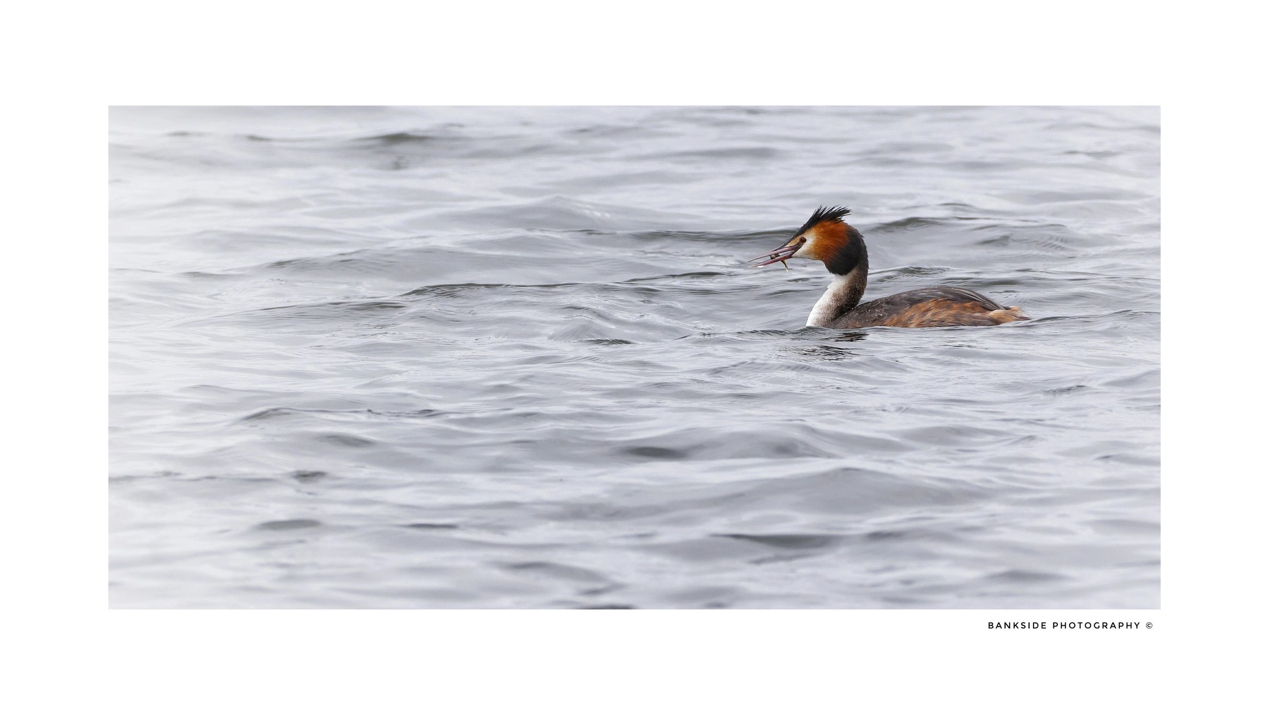 Great crested grebe
Fishing in choppy waters