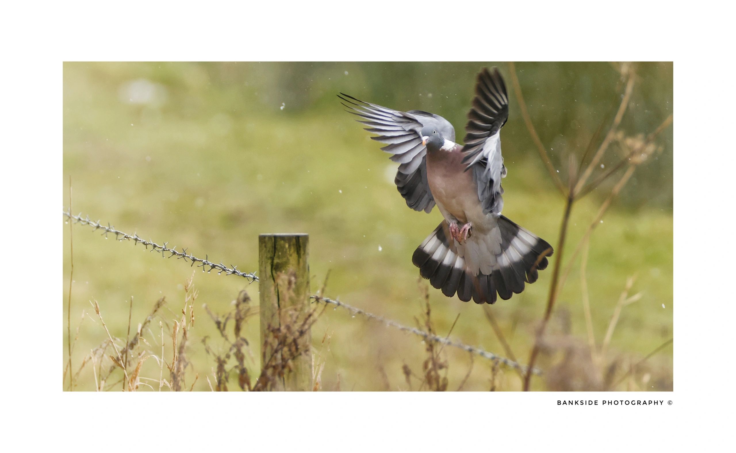 Wood Pigeon
Landing in windy conditions