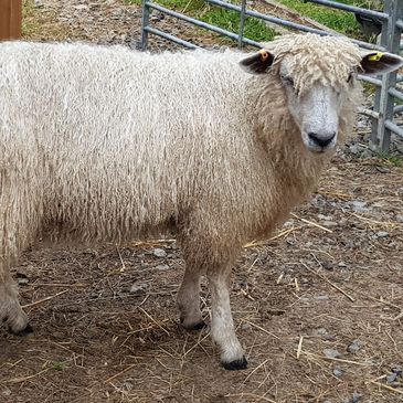 Adopt A Sheep