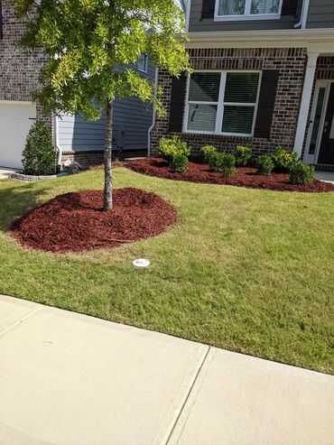 Close picture of a plants