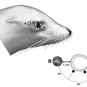 California sea lion head diagram showing location for anesthetic block procedure. Diagram by Victori
