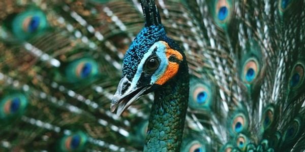 A peacock with its feathers spread open.