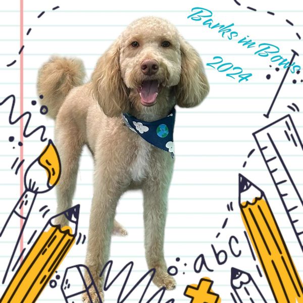 Barks and bows sales