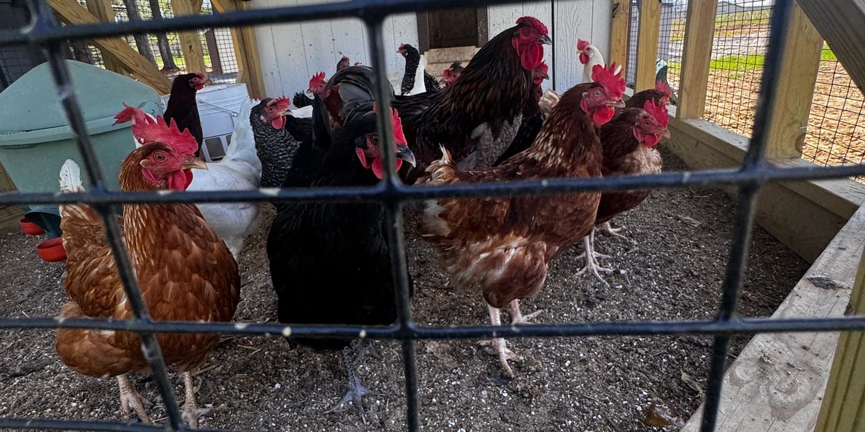 39 Pines Farm Chickens