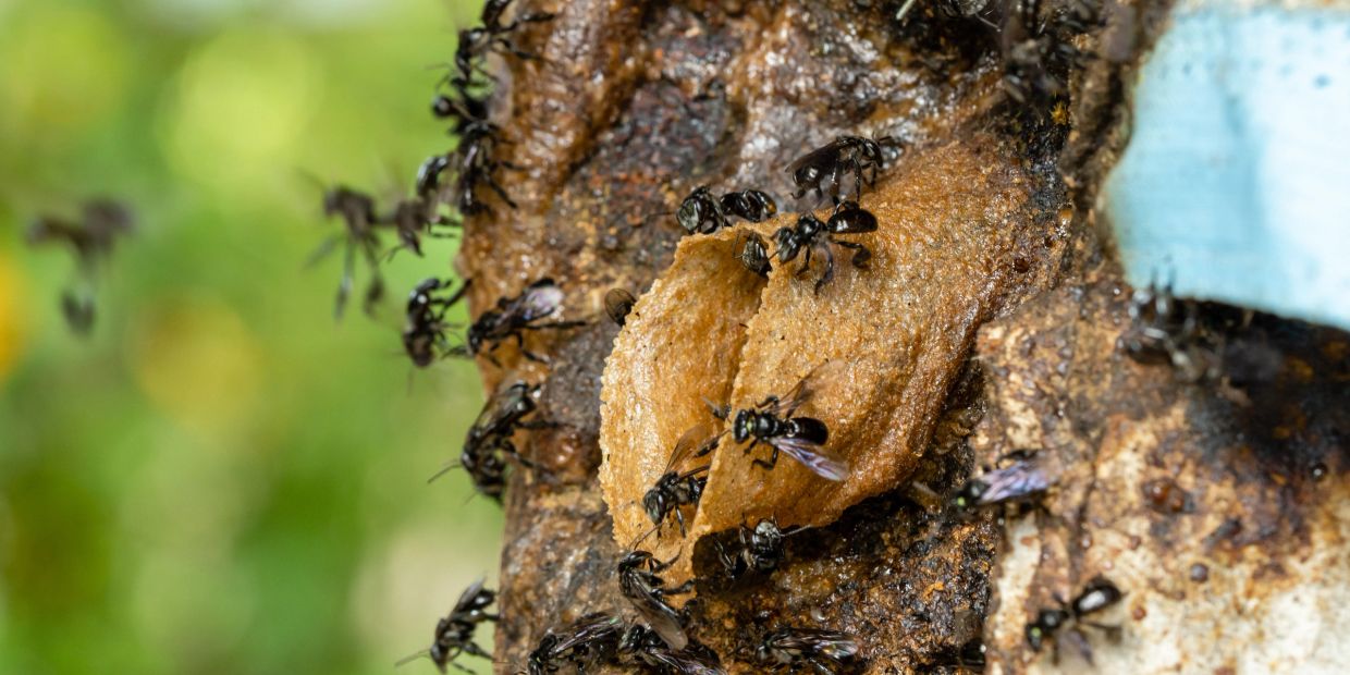 Close-up of bees on a honeycomb attached to a tree.