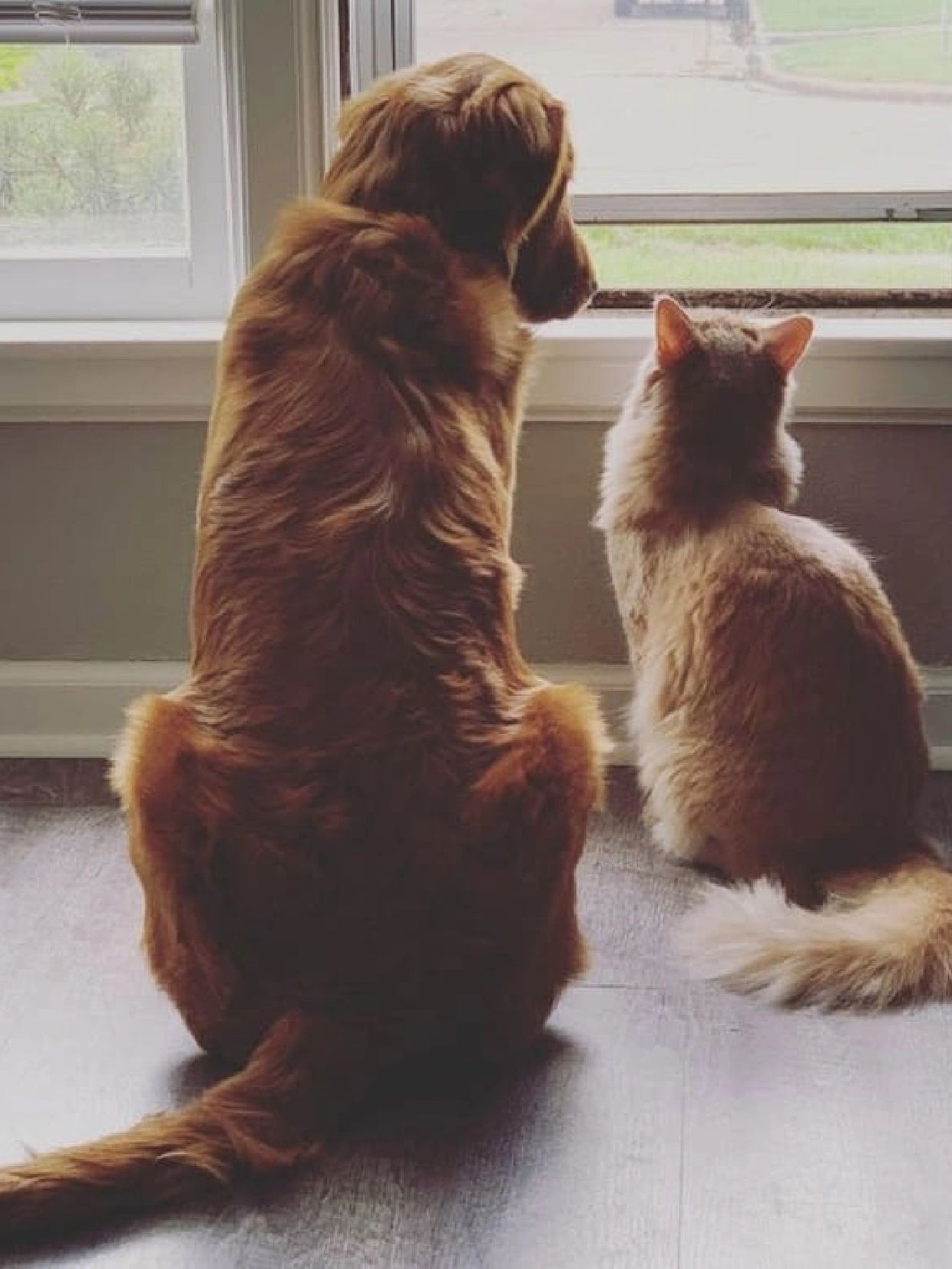 Dog and cat looking out the window