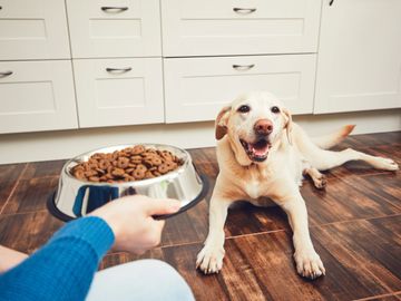 Pet sitter giving food bowl with food to dog