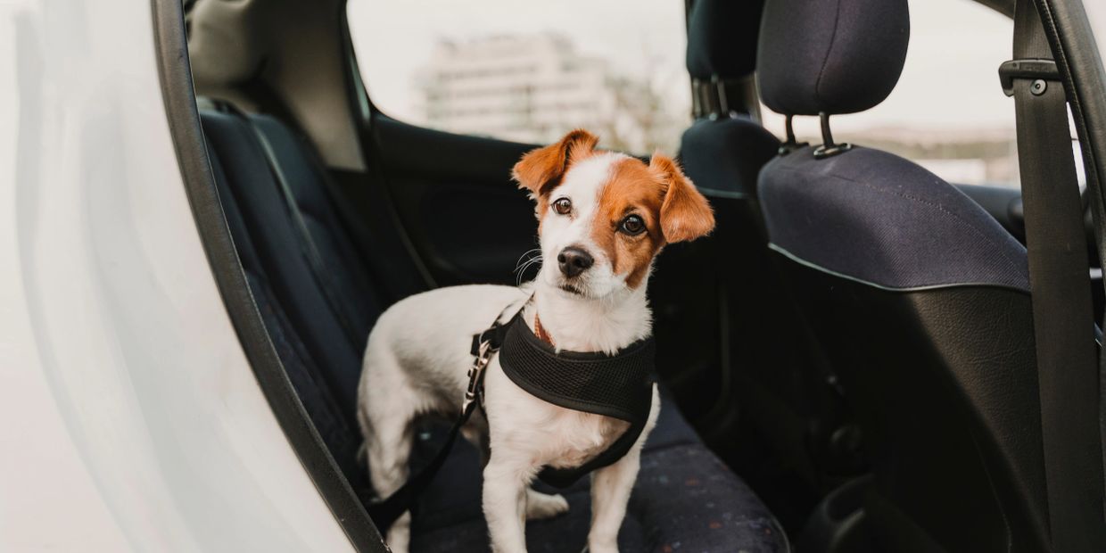 Dog in backseat of car