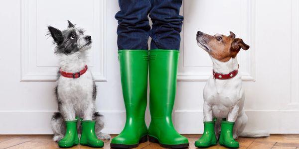 2 dogs and person wearing rain boots