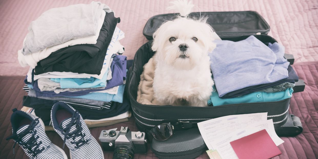 White dog sitting in suitcase