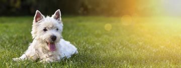 Dog laying in grass