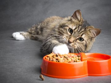 Cat laying next to food dish