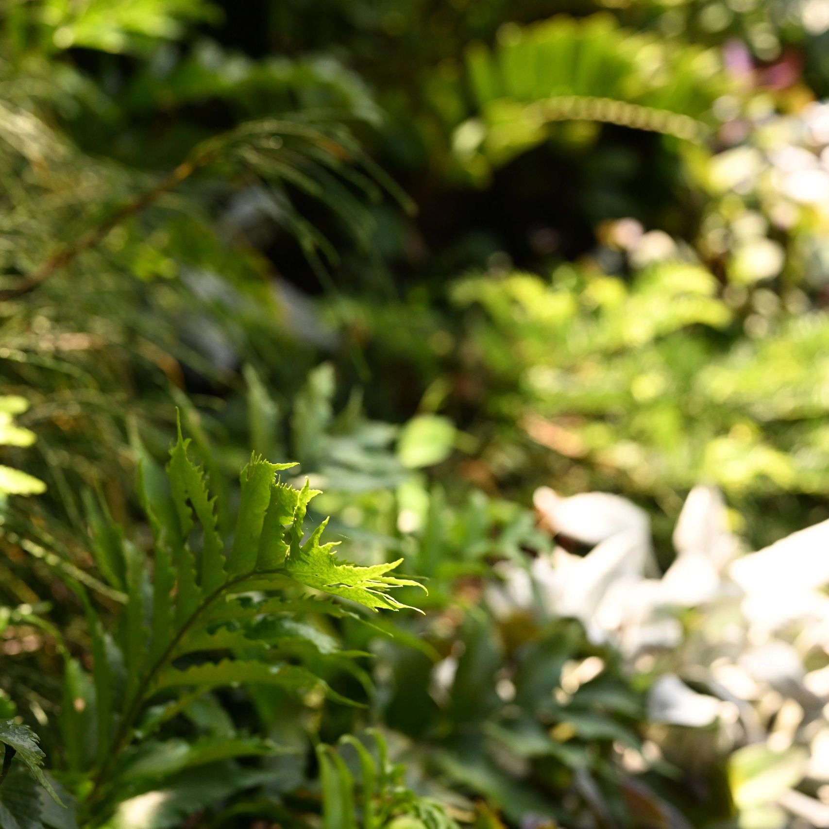 Circular photo of plants.  One leaf in the front is in sharp focus - background leaves are blurred.