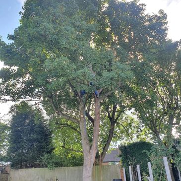 Professional Tree Care Service, 
Quality Tree Surgery, Top Notch Tree Surgery