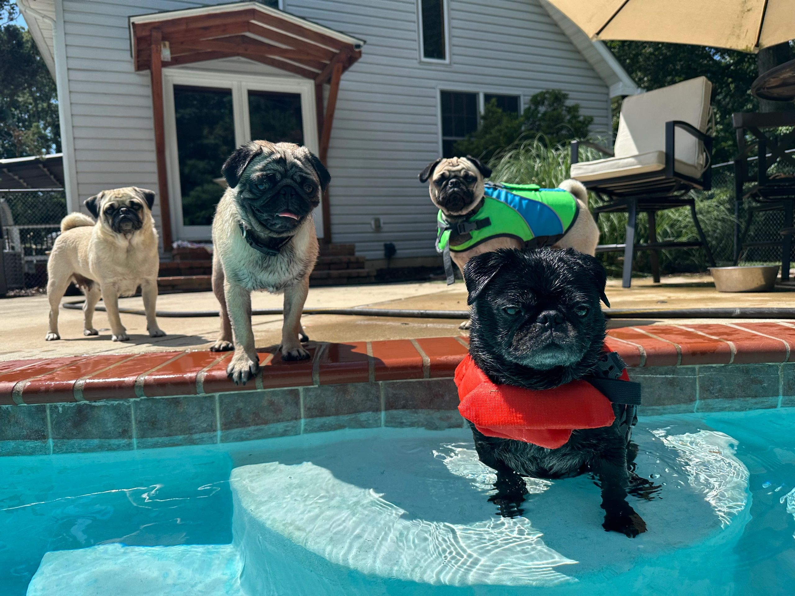 Pugs, Pug Puppies, Pugs, Pugs By T&N, Pug puppies for sale in