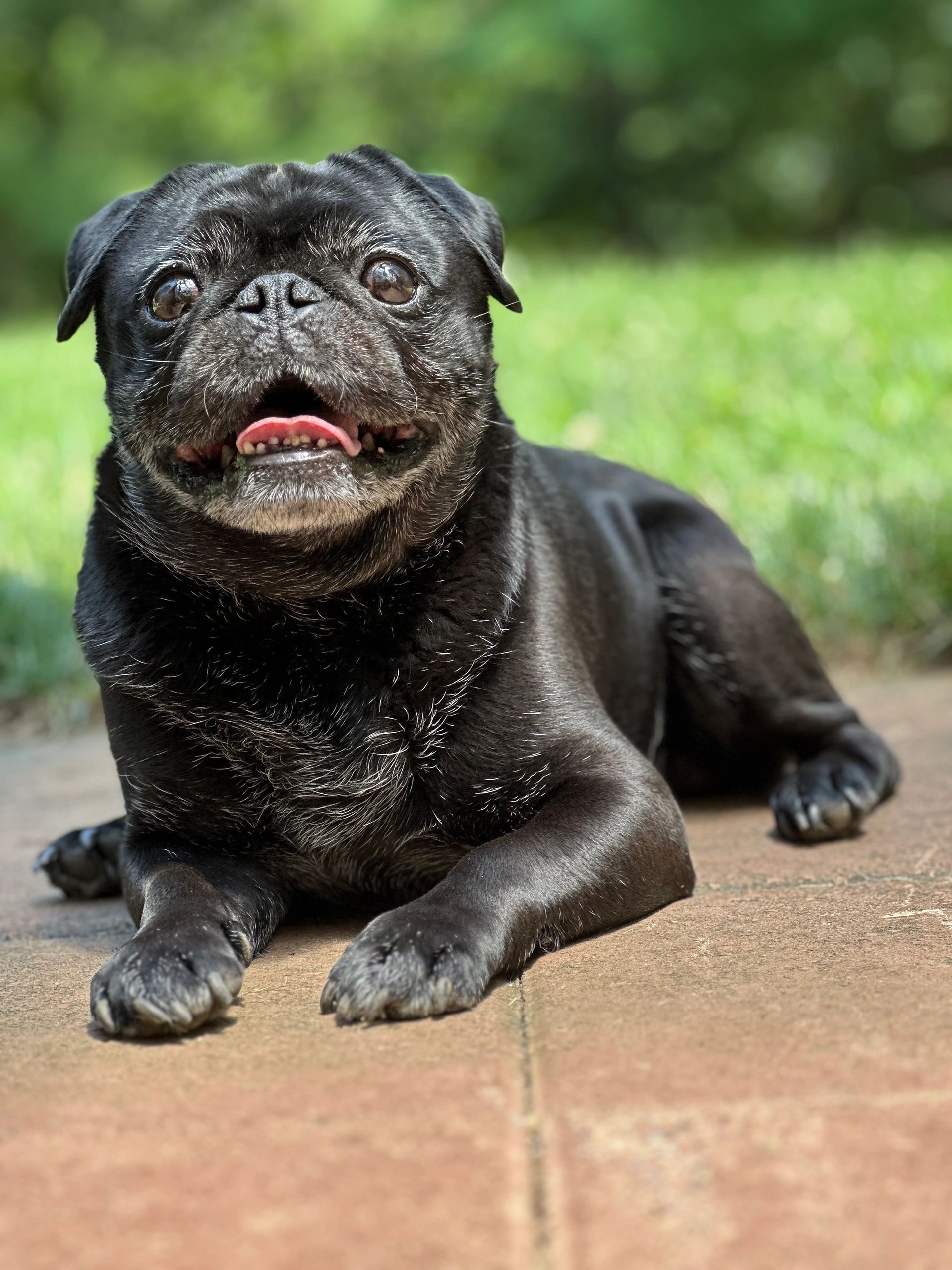 Pugs, Pug Puppies, Pugs, Pugs By T&N, Pug puppies for sale in