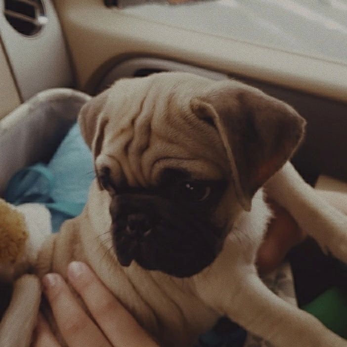 Pugs, Pug Puppies, Pugs, Pugs By T&N, Pug puppies for sale in