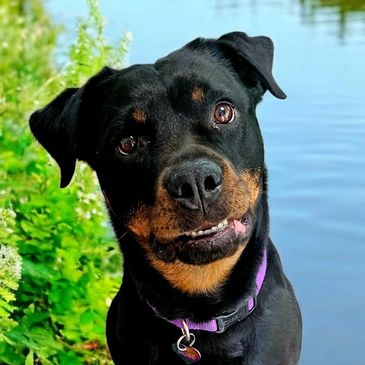A curious Rottweiler with a tilted head by a water body.