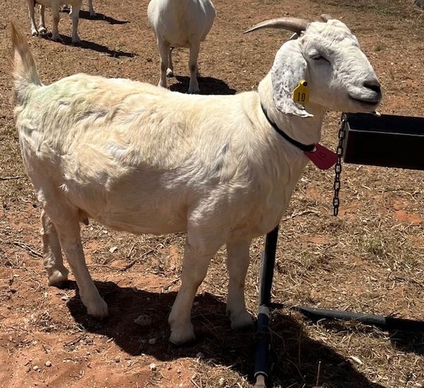 CONNIE
Savanna goat dame for breeding