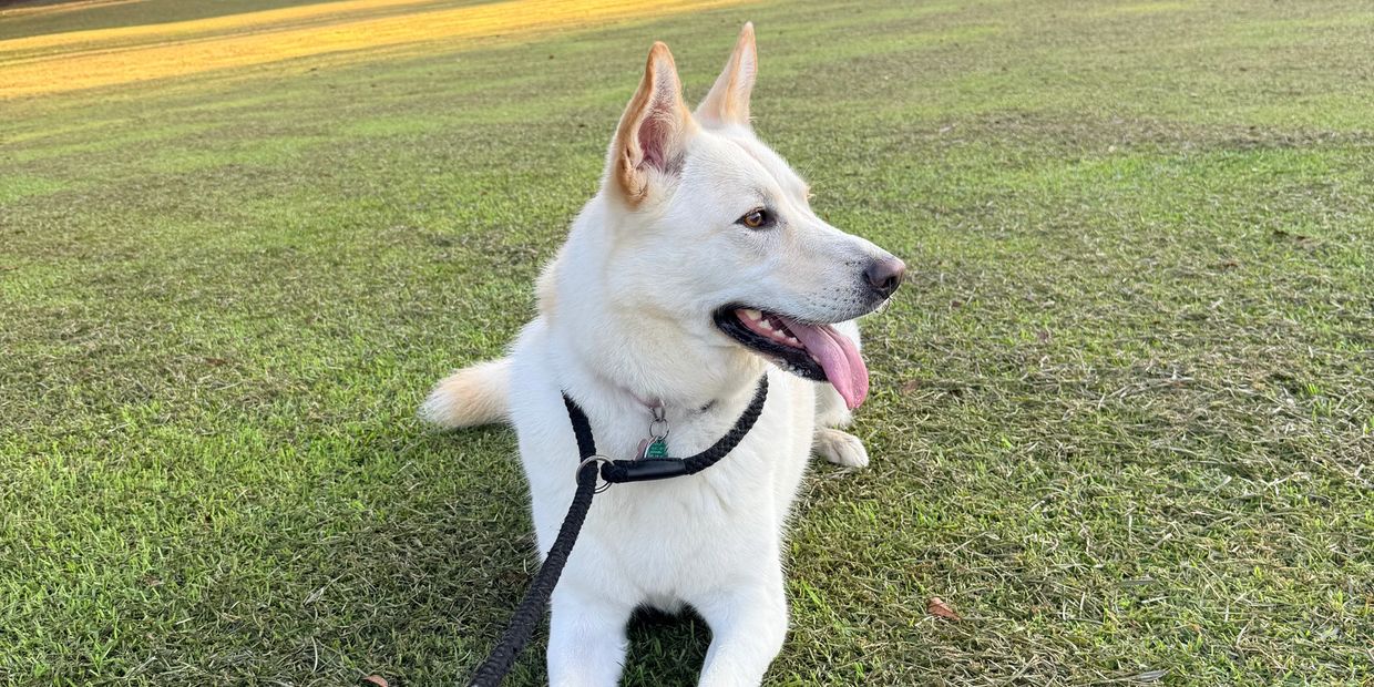 White dog lying on grass with tongue out.