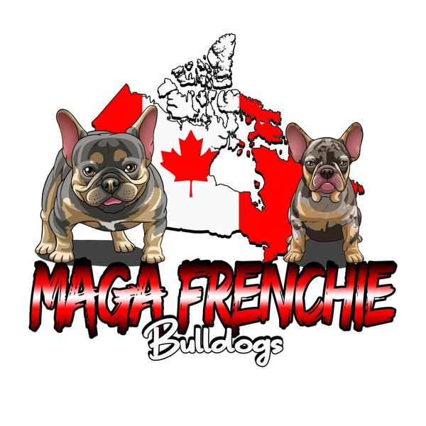 Logo Maga frenchie