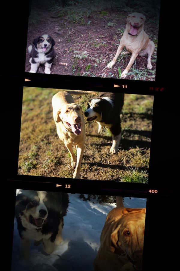 Filmstrip of our first hike dogs on various trails - Bernese/Pyrenees and Lab/Weimaraner