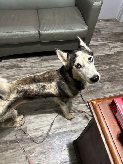 Siberian Husky with blue eyes stands on wooden floor