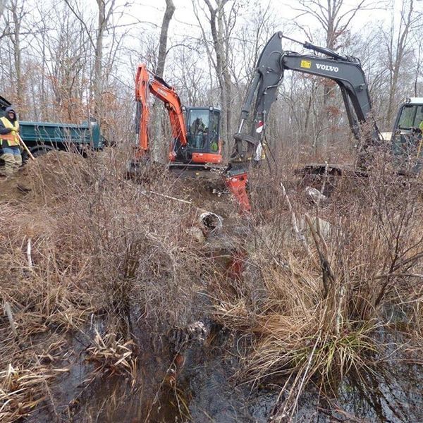 Excavators working in a muddy, overgrown area.