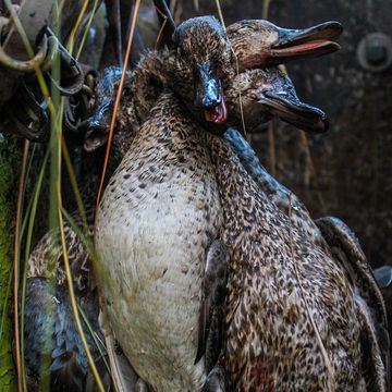 A cluster of ducks hanging closely together with open beaks.