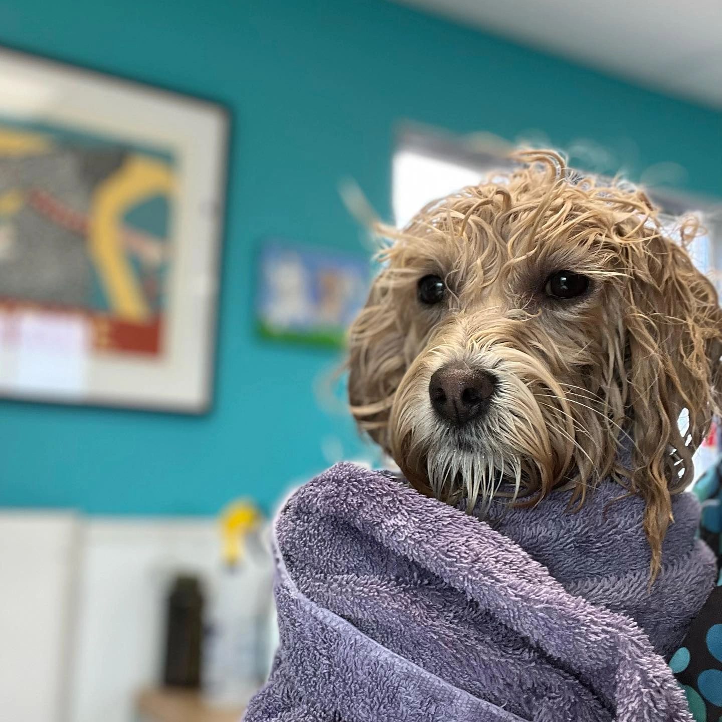 The Best Paw Forward Grooming Salon Grooming Parker, Colorado