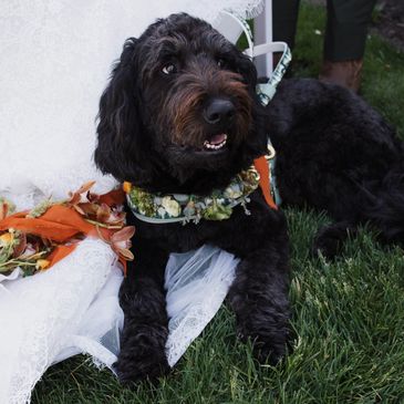 Black dog with floral collar lying on grass.