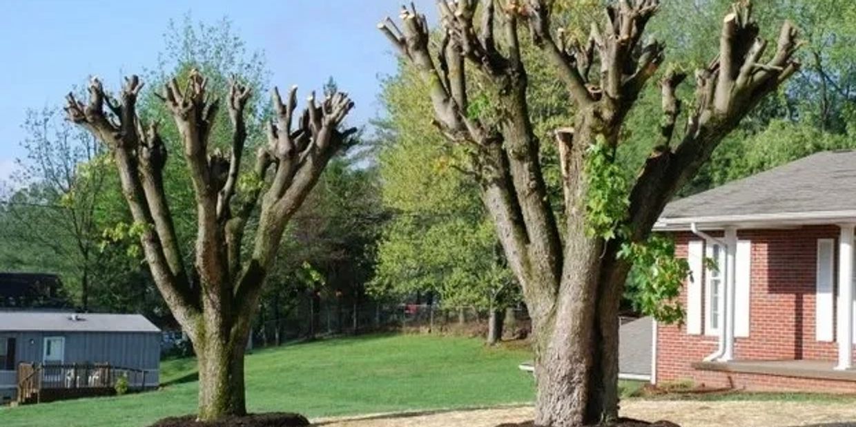Two heavily topping trees in a yard near a brick house.