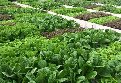 THE WHAT Community Greenhouse Farms