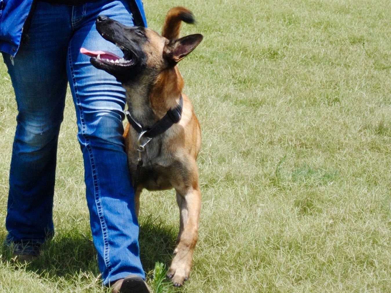 Heeling Dog Training Phoenix AZ, Dog Training Malinois, Phoenix Dog Trainer