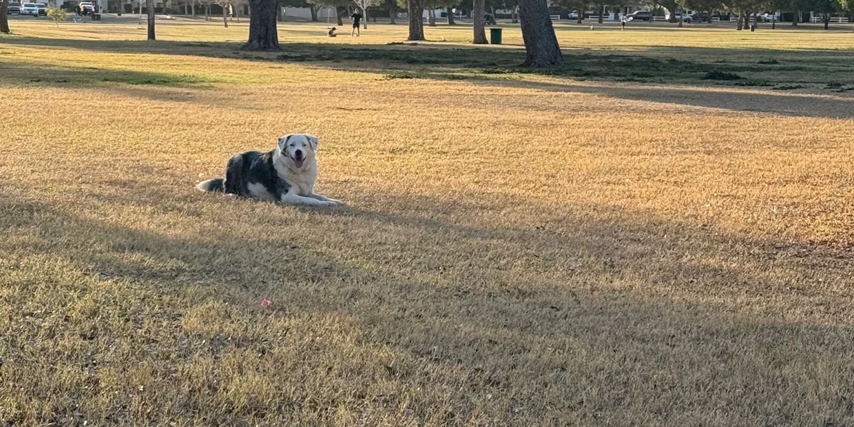 Offleash dog training, dog training force free