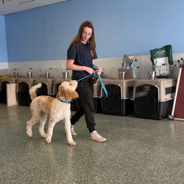 Dog Heeling next to trainer