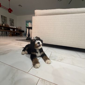 Puppy Training