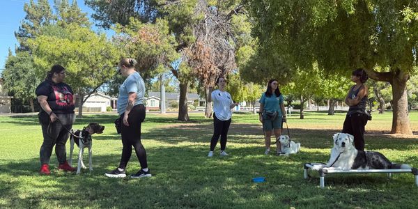 Dog Training, Dog Reactivity, Seperation Anxiety, Group Training