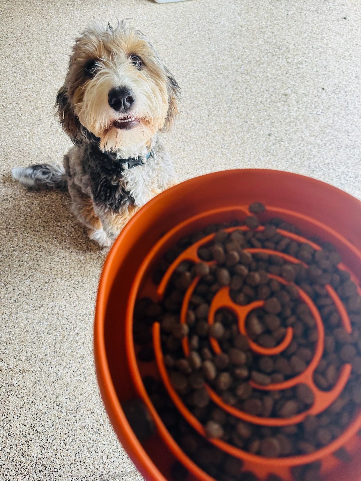 Dog Training, Enrichment, Puzzle Feeder, Impulse control
