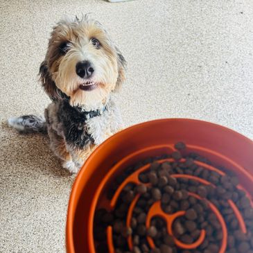 Connected Canine dog waiting for food
