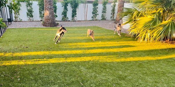 Daycare, Daytrain, puppy daycare, doggie daycare