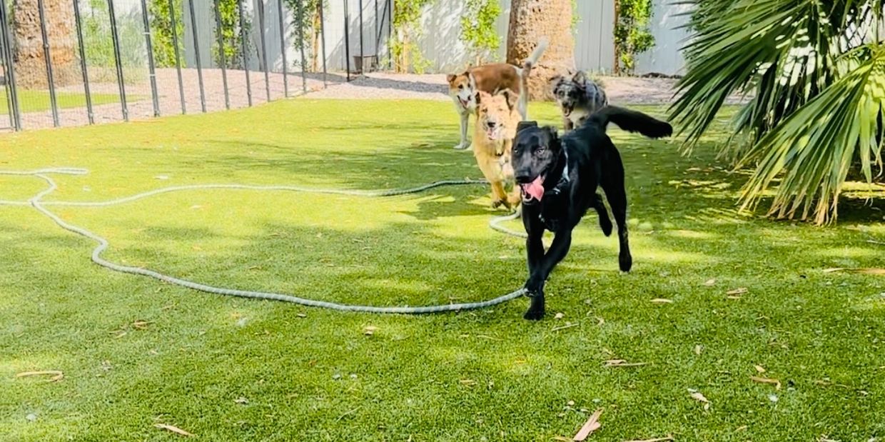 Dogs running and enjoying doggy daycare at Connected Canine in North Phoenix