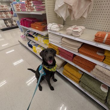 Service Dog in Target