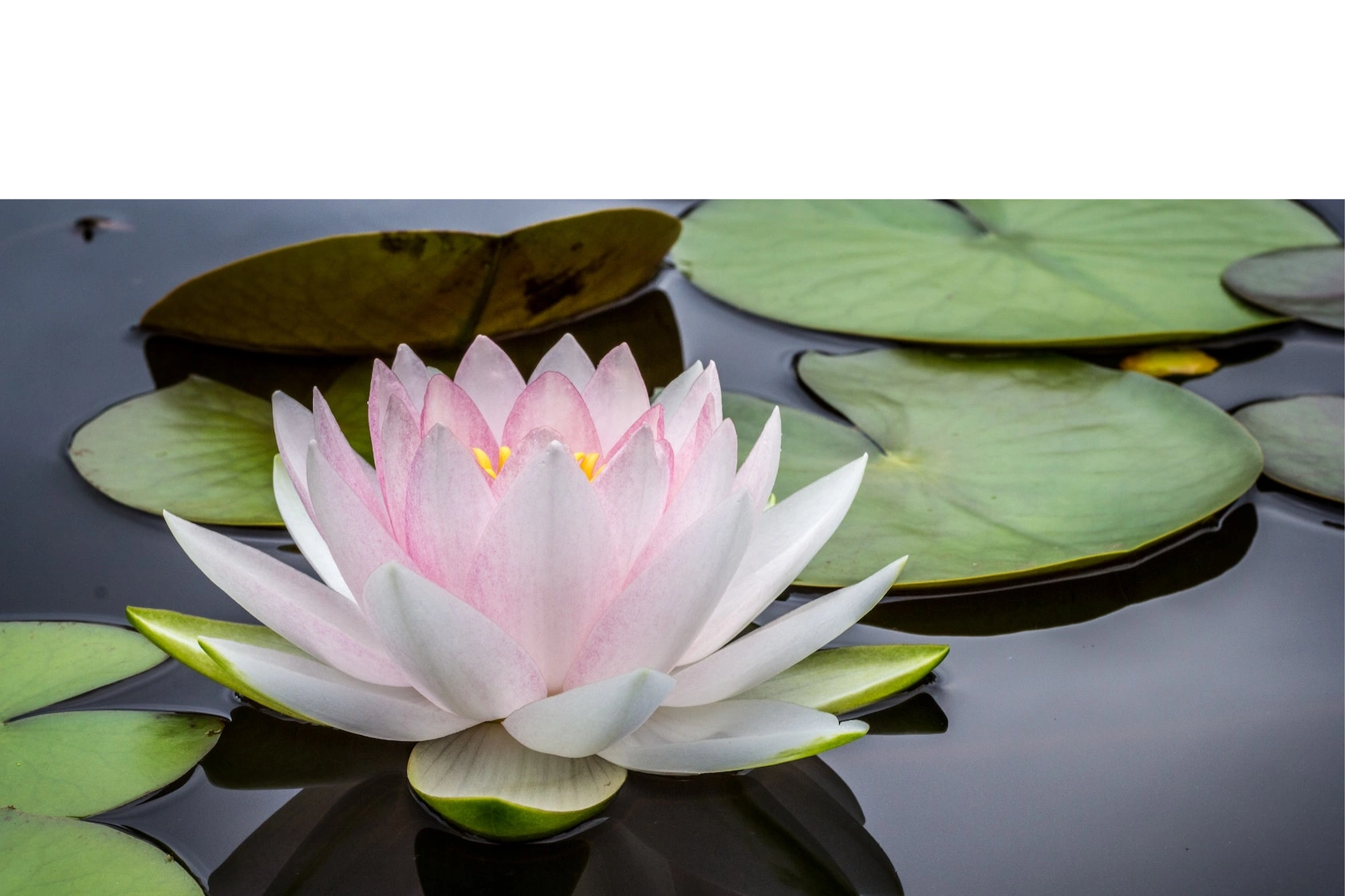 Nirvan Ayurveda Holistic Medicine Clinic