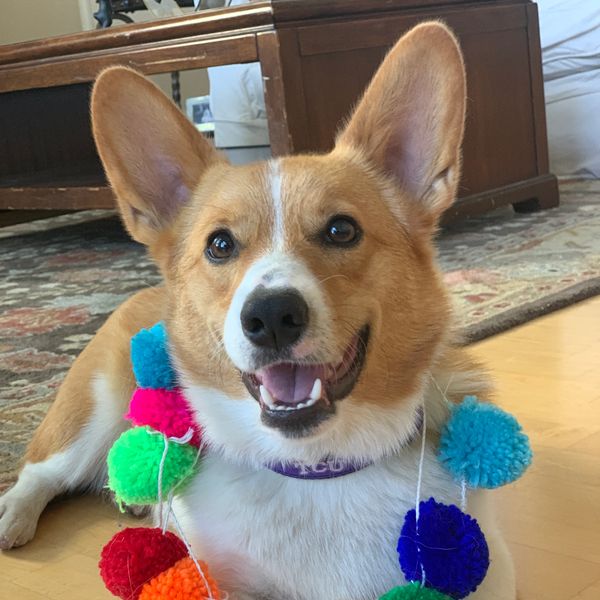 Corgi birthday party dog 
