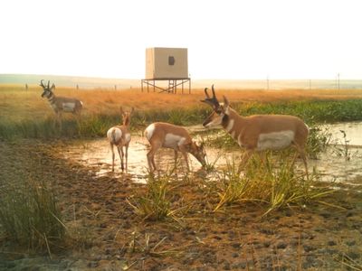 Picture of a blind and antelope bucks at a waterhole in Colorado