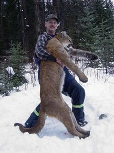 Picture of a Close Encounters Bowhunts client with a mountain lion taken in Colorado