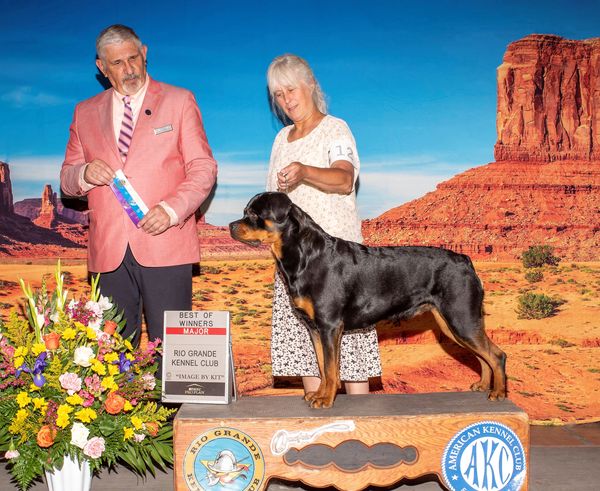 Owner handled to Best of Winners for a 4 pt. major, Rottweiler, 'Cuda, with judge Walter Sommerfelt.
