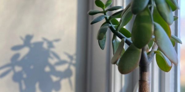 Tall jade plant with shadow on wall, representing grounded growth and visual simplicity.